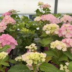 Hortenzia kalinolistá (Hydrangea macrophylla) ‘PINK SENSATION’ - výška 10-15 cm, kont. C2L 